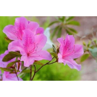 Cây giống hoa đỗ quyên ta
