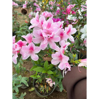Cây giống hoa đỗ quyên ta