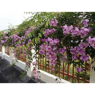 Cây leo hồng thiên hương/ hồng phúc/ hồng thiên lý leo hàng rào, vòm cổng sai hoa quanh năm - Trang Flowers