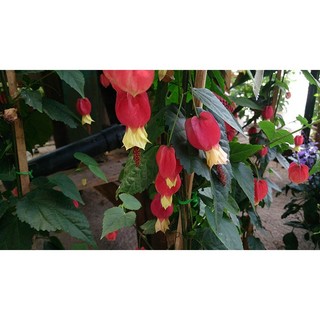 Cây lồng đèn Hội An/ lồng đèn Trung Hoa leo giàn đẹp cho hoa rũ - Trang Flowers