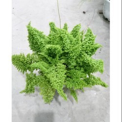 Cây dương xỉ lá nhuyễn/ Cyclosorus parasiticus - Trang Flowers
