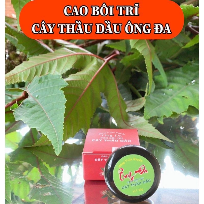 Cao bôi trĩ cây thầu dầu tía Ông Đa, 100% từ thiên nhiên an toàn hiệu quả