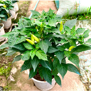 Cây ớt thái chùm siêu cay trưởng thành đang hoa và quả
