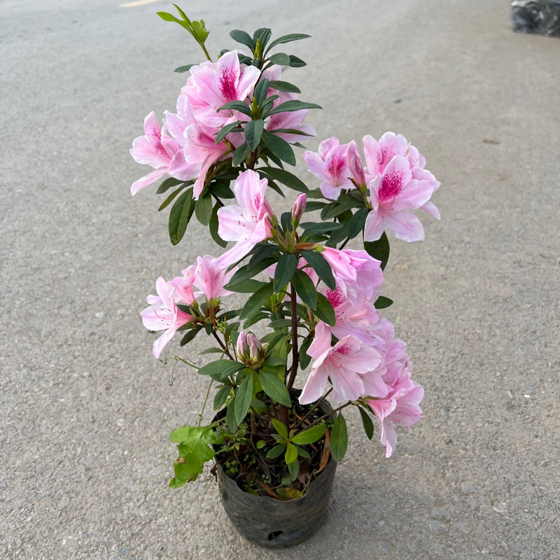 Bịch hoa đỗ quyên ta trang trí sân vườn cảnh quan cao 50cm