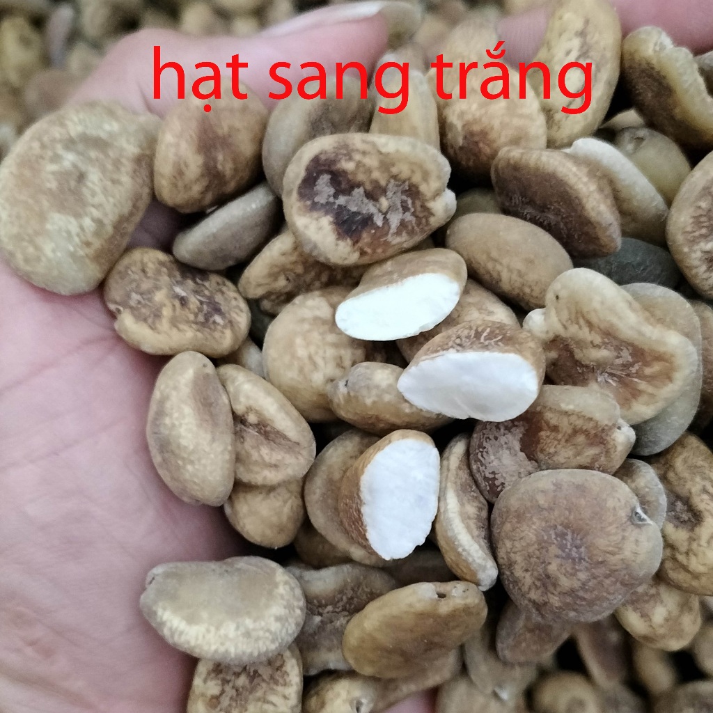 Hạt sang trắng dạ dày đại tràng PH hàng loại 1 lõi trắng