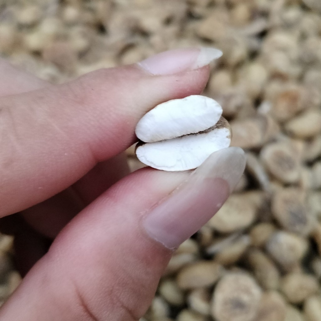 Hạt sang trắng dạ dày đại tràng PH hàng loại 1 lõi trắng