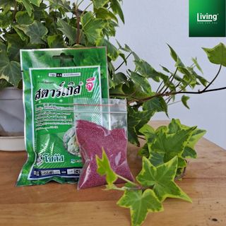 Thuốc tím cao cấp trị các loai rệp, phòng tuyến trùng rễ cho sen đá - xương rồng - cây trồng | Living Decor