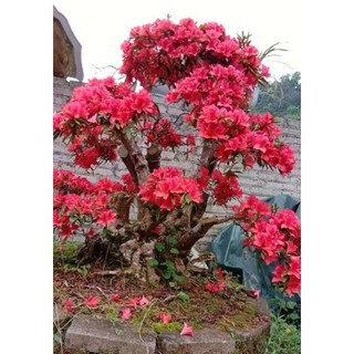 Cây Hoa đỗ quyên nhiều màu