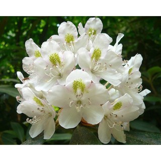 Cây Hoa đỗ quyên nhiều màu