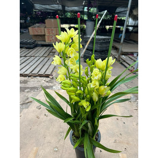 Địa lan sẵn hoa 3-5 ngồng hoa