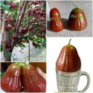 Cây mận hồng MST Sóc Trăng
