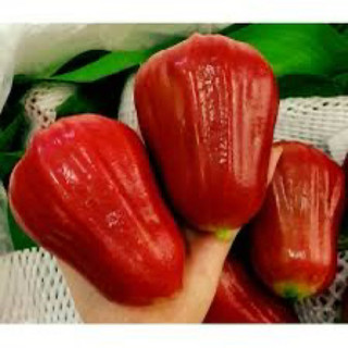 Cây mận hồng Sóc Trăng