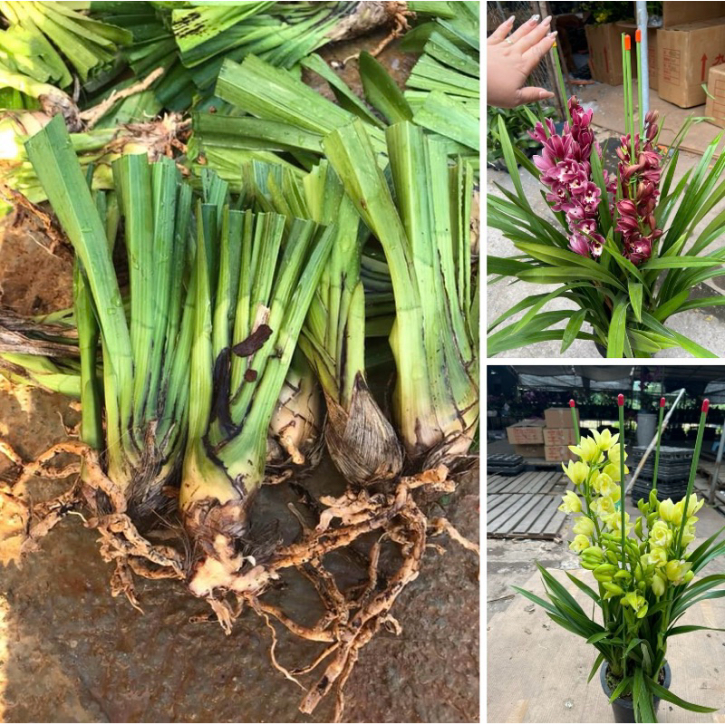 Củ Giống Địa Lan Sato màu tím, vàng ( 1 củ )