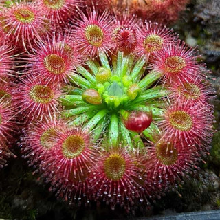Drosera callistos , gọng vó callistos