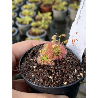 Drosera patens , gọng vó patens