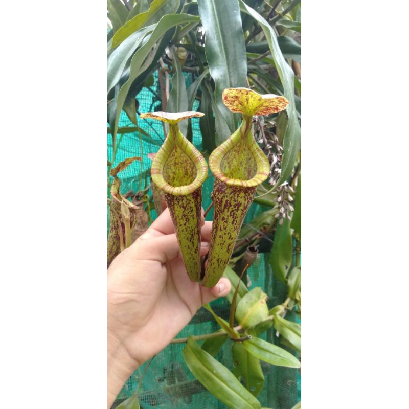 cây nắp ấm to