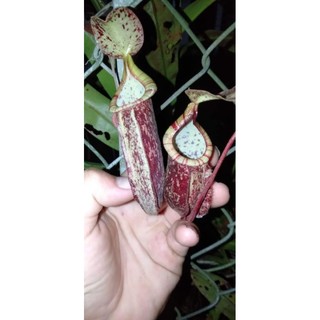 cây nắp ấm to