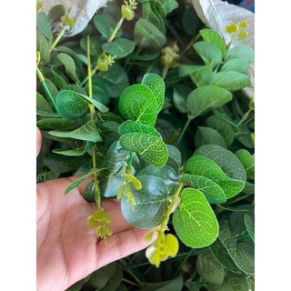lẻ cành táo trang trí