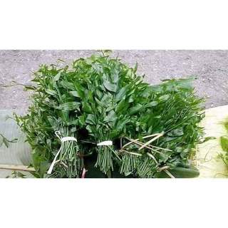 CÂY RAU SẮNG ( rau ngót rừng )