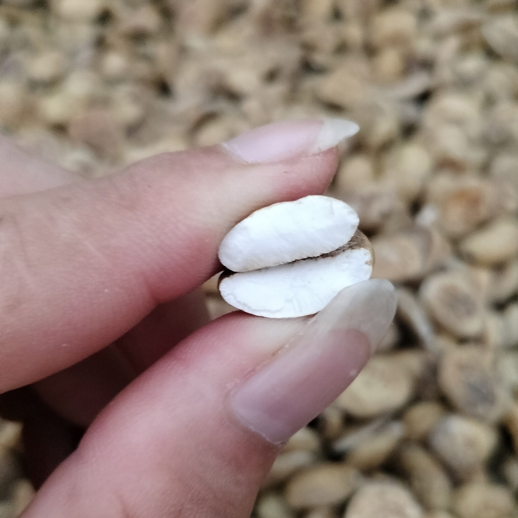 Hạt sang hạt sành trắng đau dạ dày đại tràng, HP 1 gói 22 grm dùng 30 ngày, hạt loại 1