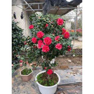 Trà thâm hồng bát diện cây cao 60-70cm