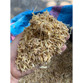 Vỏ trấu khô