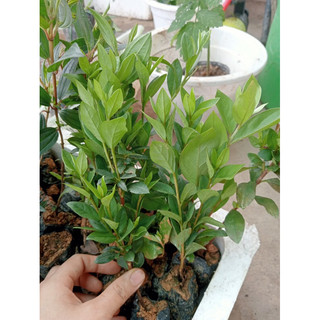 Cây giống hoa đỗ quyên ta