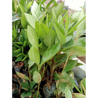 Cây giống hoa đỗ quyên ta