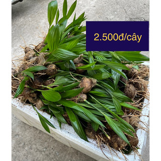 50 cây cau đuôi cá trái dài xuất khẩu năng suất cao Út Hoa