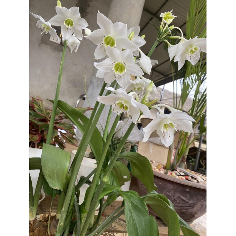 3 củ hoa ngọc trâm hoa thơm