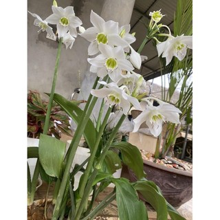Củ hoa ngọc trâm hoa thơm