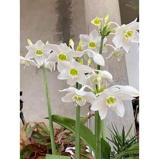 3 củ hoa ngọc trâm hoa thơm