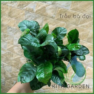 Cây Thủy Sinh Trầu bà Đại - Ráy lá Đại - Cây thủy sinh dễ trồng - dễ chăm không cần co2