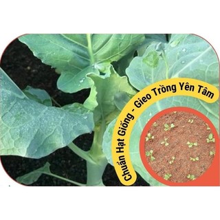 [Bán sỉ] - Hạt giống rau cải làn (cải rổ)