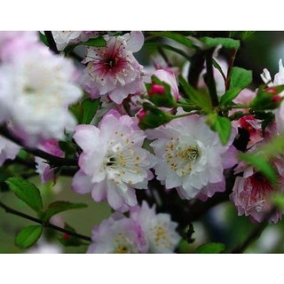 Cây giống nhất chi mai anh đào