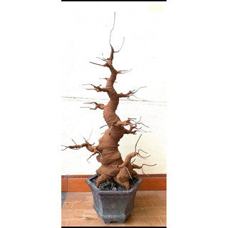 Gốc bonsai dáng mẫu tử
