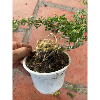 đất trồng cây 1kg