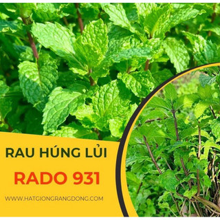 Hạt giống rau húng lủi húng thơm dễ trồng thơm lừng rau sống
