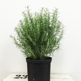Chậu hương thảo đuổi muỗi cao 20-25cm hương thơm ngát trang trí ban công và decor quán cà phê