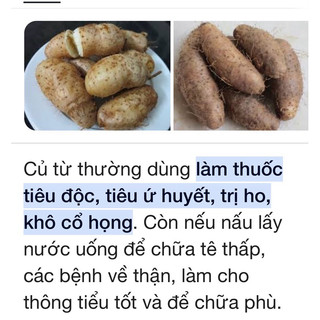 cây khoai mỡ tím, khoai từ (củ giống)