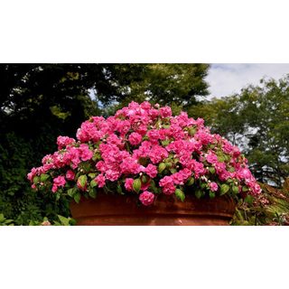 10 cây giống ươm vỉ Hoa Ngọc Thảo/ Mai Địa Thảo Kép đủ màu - Trang Flowers