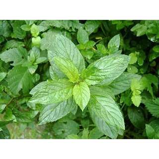[Cây gia vị] - Chậu cây Bạc hà PepperMint/ Bạc hà cay/ Bạc hà tiêu - Trang Flowers