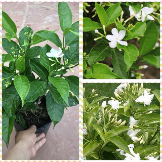 Cây hoa ngọc bút cao 40cm
