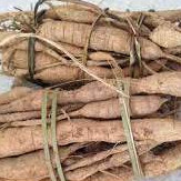 💙Cây cát sâm chuẩn giống – Gửi cây trong bầu