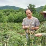 💙Cây cát sâm chuẩn giống – Gửi cây trong bầu