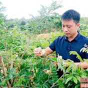 💙Cây cát sâm chuẩn giống – Gửi cây trong bầu