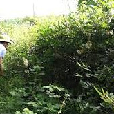 💙Cây cát sâm chuẩn giống – Gửi cây trong bầu