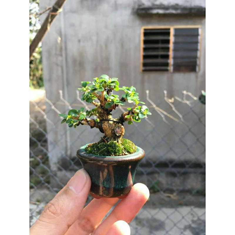 Sam hương siêu mini bonsai dáng đẹp để bàn