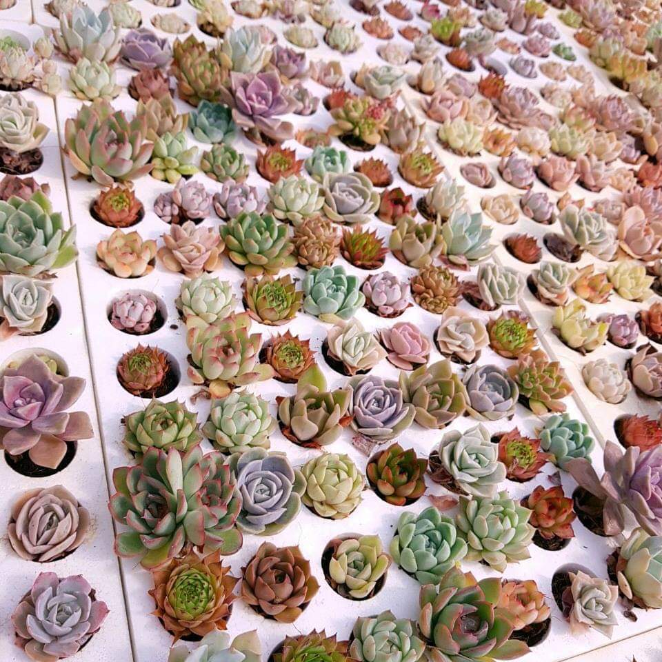 Sen đá mini (size vỉ 3-5cm) hàng vip liên đài, cánh đều 🔥COCO FOREST🔥  dễ trồng, đã thuần khí hậu