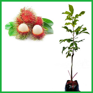 Cây giống chôm chôm Thái siêu quả